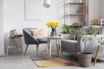 Interior of stylish living room with grey sofa, armchair and blooming narcissus flowers