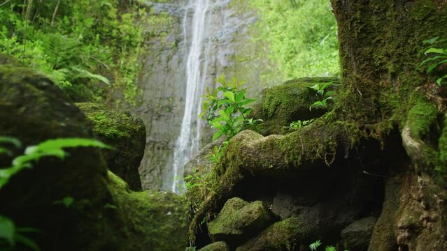 Manoa Waterfalls - low, dolly shot