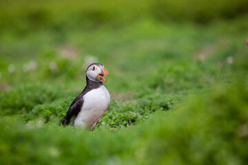 Laughing Puffin