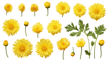 Delicate Yellow Chrysanthemum Set: Top View of Flowers, Buds, & Leaves on Transparent Background, PNG