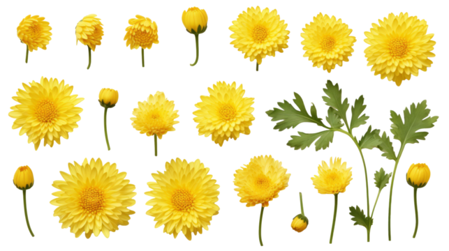 Delicate Yellow Chrysanthemum Set: Top View of Flowers, Buds, & Leaves on Transparent Background, PNG