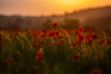 Poppies at Sunset