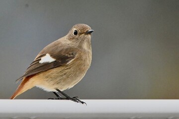 ジョウビタキさん