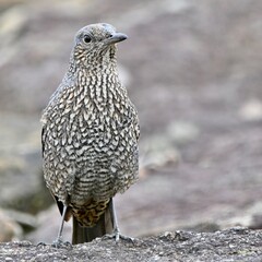 イソヒヨドリさん