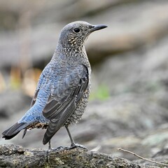イソヒヨドリさん