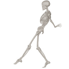 skeleton posing 3d render illustration with transparent background
