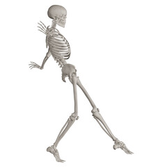 skeleton posing 3d render illustration with transparent background	
