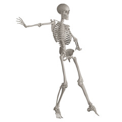 skeleton posing 3d render illustration with transparent background