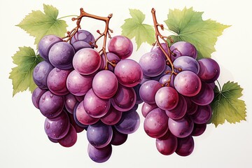 Fototapeta premium red grapes on vine