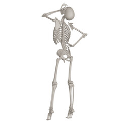 skeleton posing 3d render illustration with transparent background