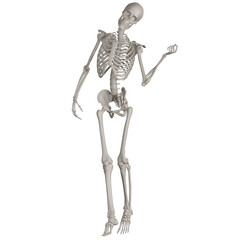 skeleton posing 3d render illustration with transparent background