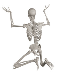 skeleton posing 3d render illustration with transparent background
