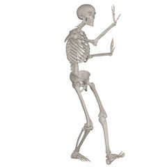skeleton posing 3d render illustration with transparent background