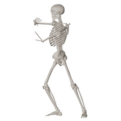 skeleton posing 3d render illustration with transparent background