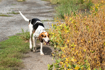 Fox hunt hounds