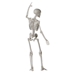 skeleton posing 3d render illustration