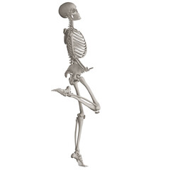 skeleton posing 3d render illustration with transparent background