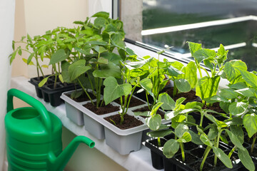 Seedlings growing in plastic containers with soil on windowsill and watering can indoors