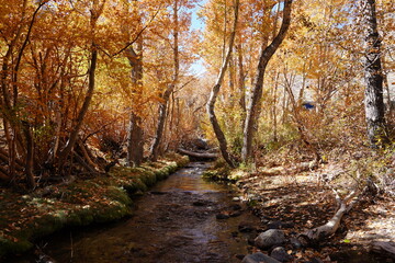 stream in the autumn forest