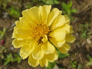 YELLOW FLOWER