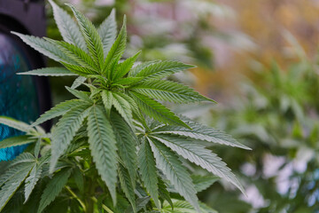 A close-up photo of fresh marijuana leaves in an urban setting, showcasing the vibrant green foliage of the cannabis plant amidst the cityscape.