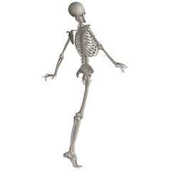 skeleton posing 3d render illustration with transparent background