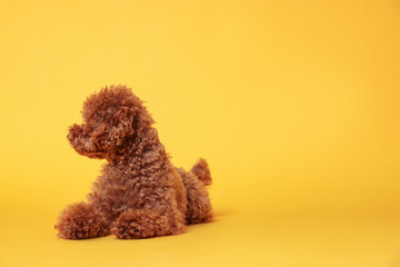 Cute Maltipoo dog on orange background, space for text. Lovely pet