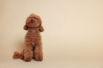 Cute Maltipoo dog on beige background, space for text. Lovely pet