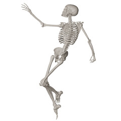 skeleton posing 3d render illustration with transparent background