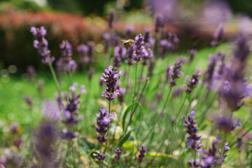 Obraz premium Beautiful lavender flowers growing in garden on summer day
