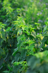 Raspberry bush with green leaves growing outdoors, closeup