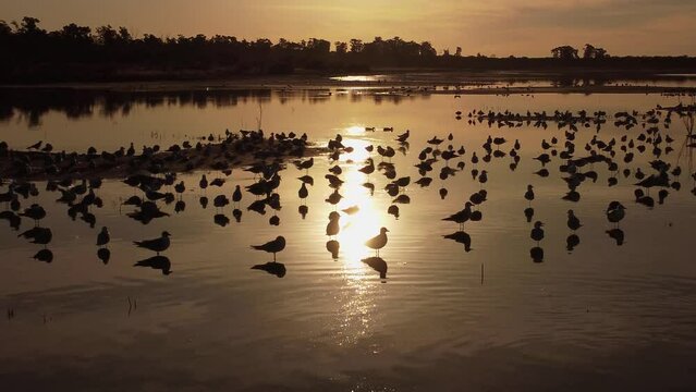 movimiento lateral de c&aacute;mara aerea sobre aves volando y en la laguna con el brillo dorado del sol reflejandose en el agua