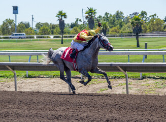 A jockey is riding a grey race horse at a track. He is wearing red and yellow jersey. The horse has...