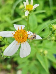Bee​ on​ white​ flower​
