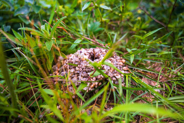 Ant house in the grass