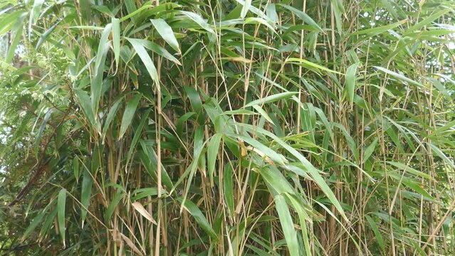 Bamboo chutes and leaves blowing in the wind