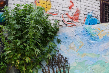 A close-up photo of fresh marijuana leaves in an urban setting, showcasing the vibrant green foliage of the cannabis plant amidst the cityscape.