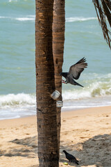 A dove, flapping its wings, tries to land on the trunk of a palm tree growing on a sandy beach by the sea.
