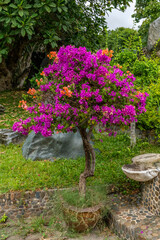 A beautiful, colorful, small bougainvillea tree grows in a ceramic pot in a city park on a lawn among large stones.