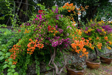 Beautiful, colorful, bougainvillea trees grow in ceramic pots in a city park along a stone wall.