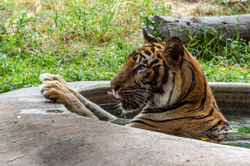 The tiger lies nearby in the water, stretching out its paws forward and licking its nose with its tongue.
Bengal tiger, whose range covers India, Nepal, Bhutan, Bangladesh.