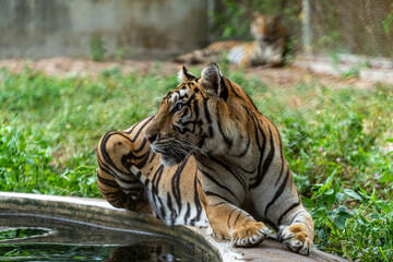 The tiger lies next to the water with its paws stretched forward.
The Bengal tiger is a population of the tiger subspecies Panthera tigris tigris whose range covers India, Nepal, Bhutan, Bangladesh.