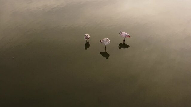 tres flamencos australes parados en una laguna tomados por c&aacute;mara aerea
