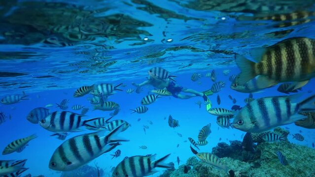Underwater, Tahiti. Tropical fish swimming in clear blue water. Bora Bora island, French Polynesia. Honeymoon vacation activities, snorkeling tour. 