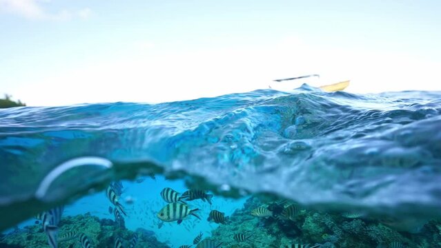 Underwater, Tahiti. Tropical fish swimming in clear blue water. Bora Bora island, French Polynesia. Honeymoon vacation activities, snorkeling tour. 