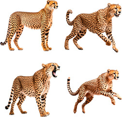 Cheetah (Standing, Running, Roaring, Jumping)