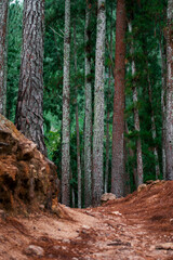 Obraz premium pine forest in the morning