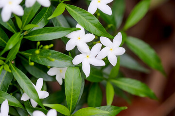 Close up sampaguita jasmine officinale white flower field blooming on green leaf  garden summer scenic background