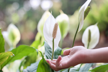 White spathiphyllum flower blooming with asian girl hand holding stem in garden summer background