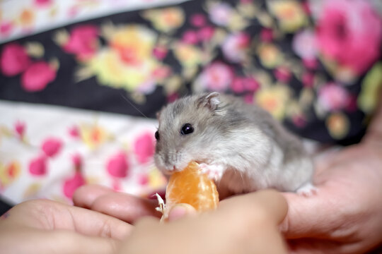 Guinea pig pet eating piece of orange fruit in little asian girl hand closeup background (cavia porcellus  hamster)
